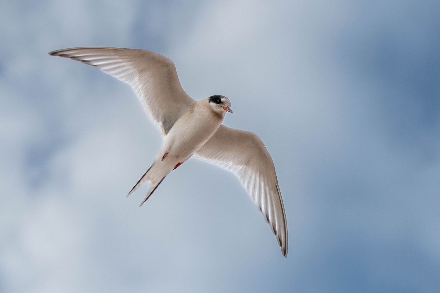 A white seabird with graceful wings soars against a soft blue sky background.