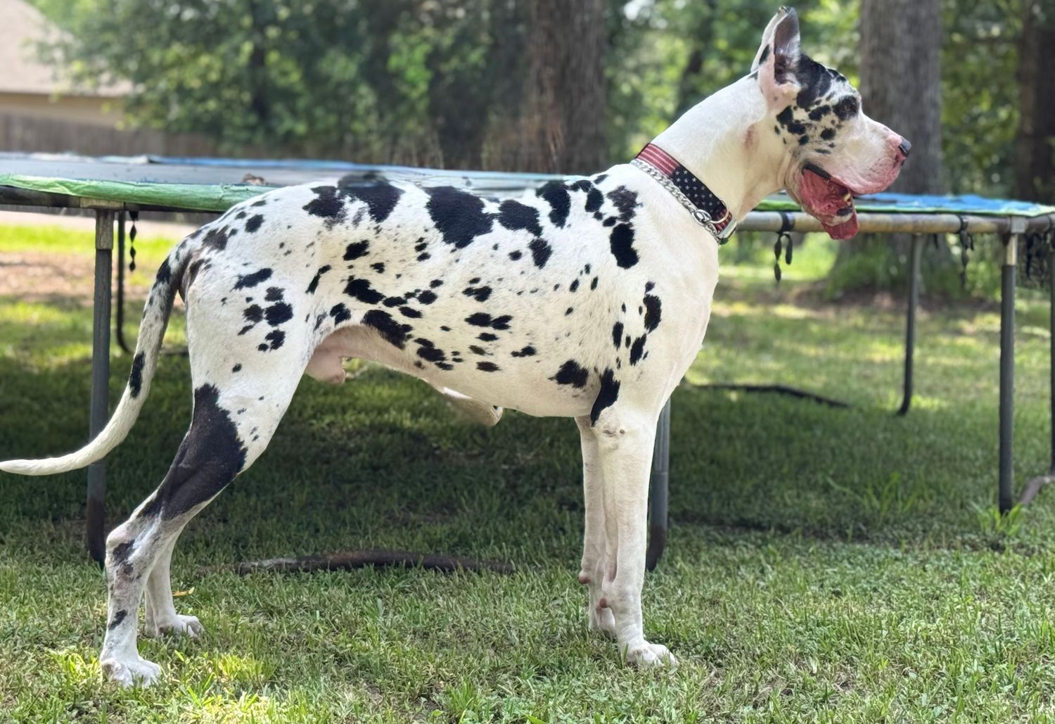 A black and white spotted Great Dane stands beside an outdoor picnic table.