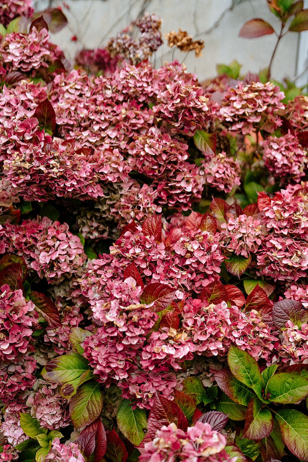 Close-up view of pink hydrangea blooms with burgundy leaves in a lush garden setting.