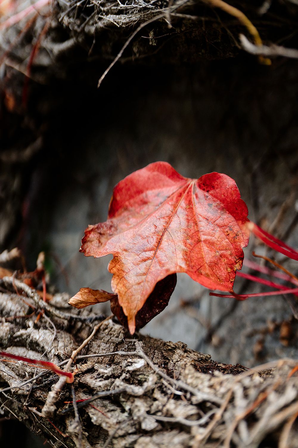 Red autumn ivy leaves rest on dark forest ground with selective focus creating dramatic natural contrast.