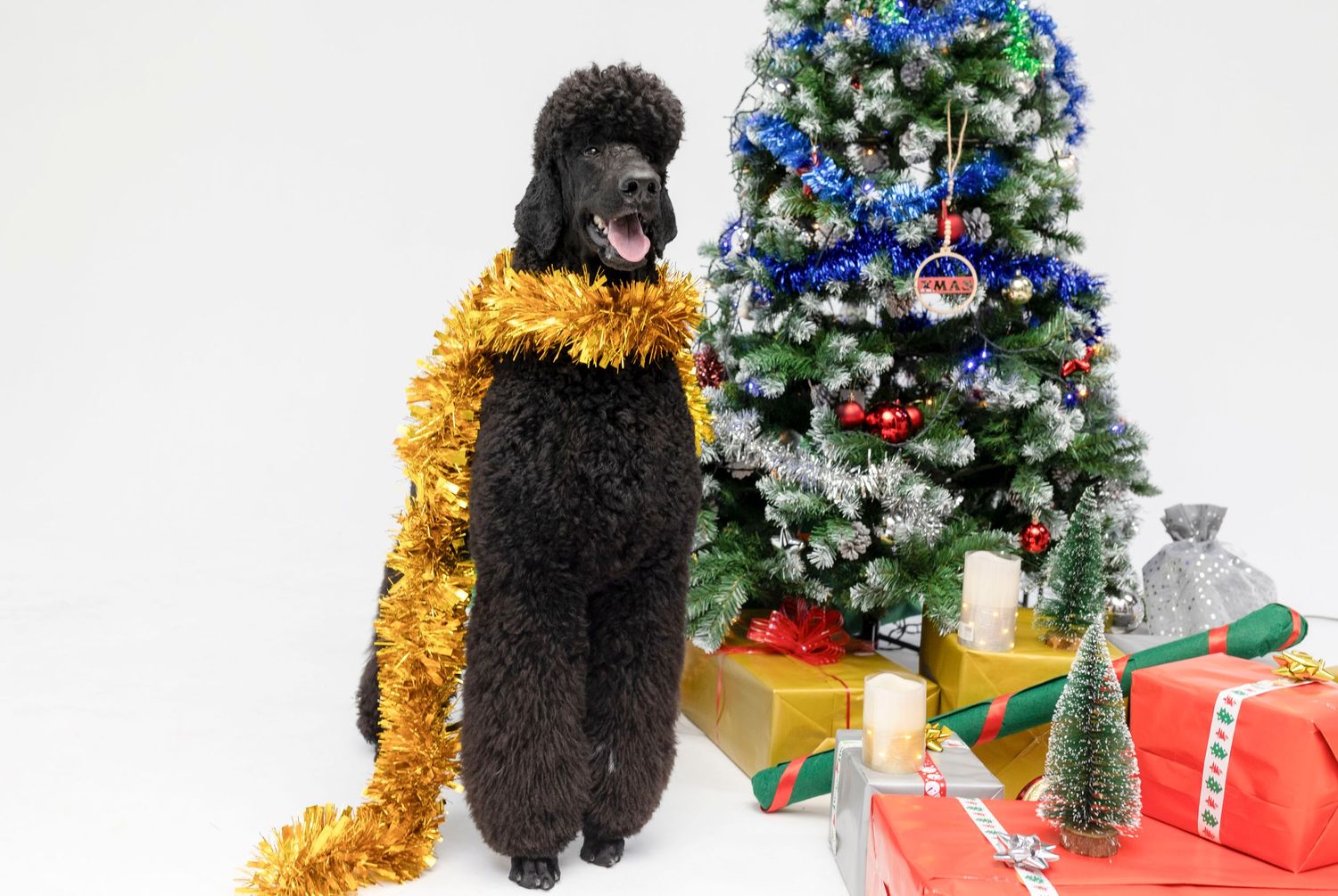 Alegre caniche negro adornado con festivos adornos navideños se sienta junto a un árbol de Navidad decorado y rodeado de regalos navideños