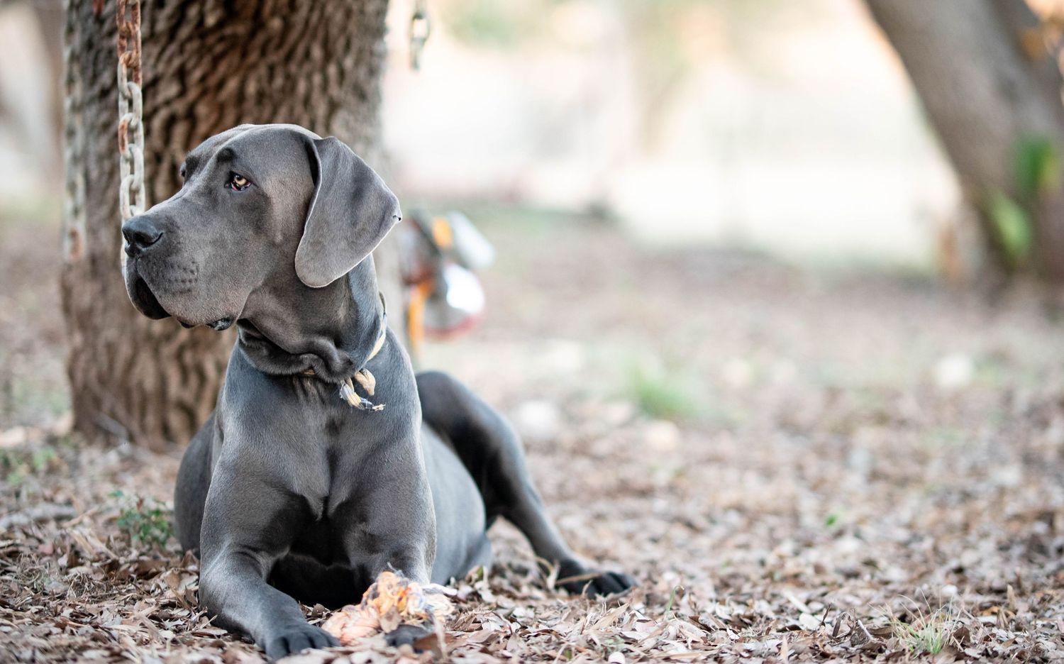 Blue Great Dane puppy sitting attentively on leash near tree trunk outdoors.