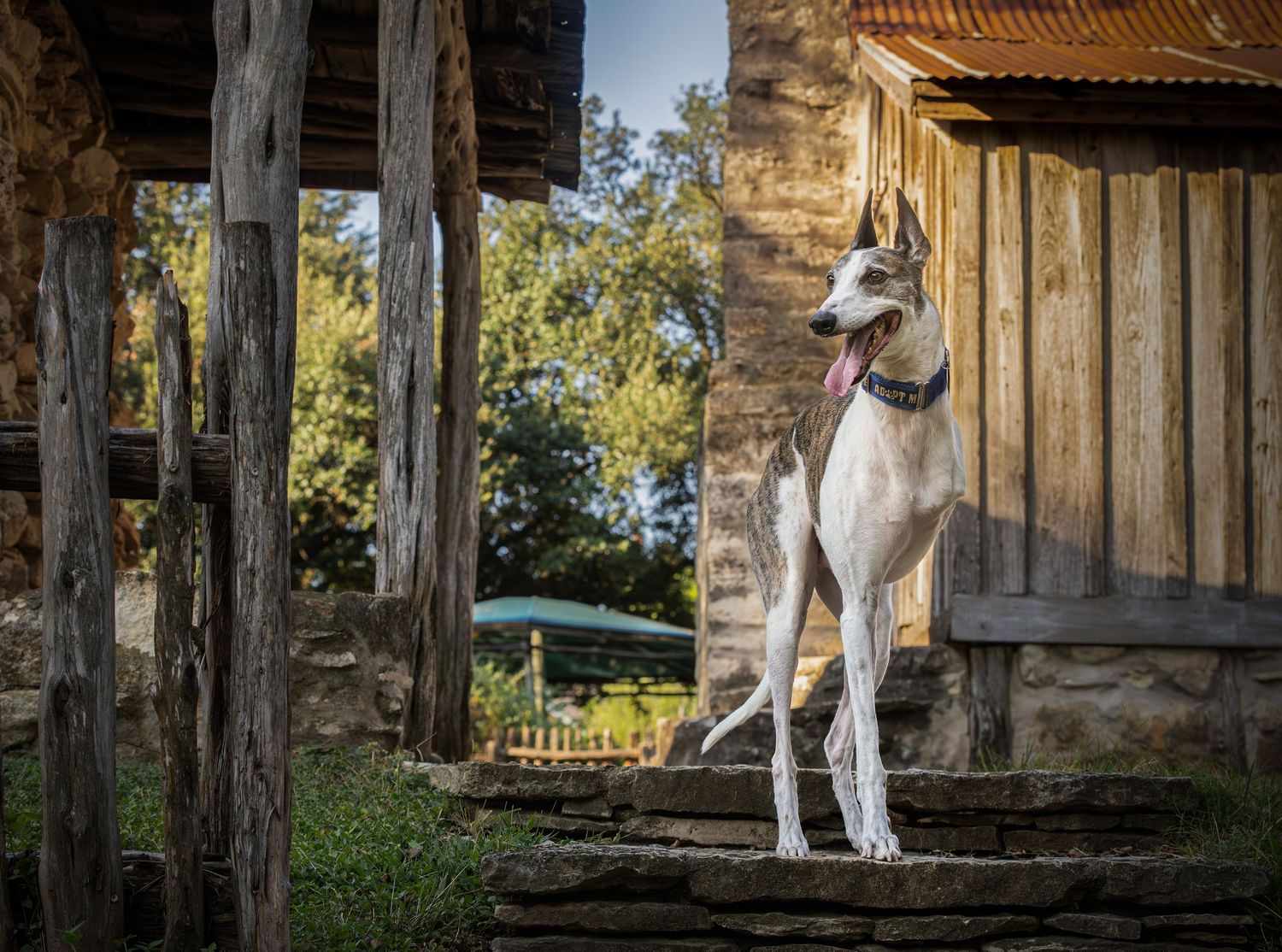 A white greyhound dog stands alertly on a wooden deck surrounded by rustic wooden posts and natural scenery.