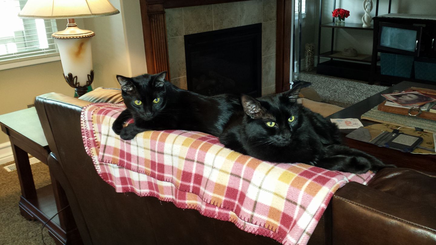 Two black cats lounging together on a plaid blanket draped over furniture in a cozy living room setting.