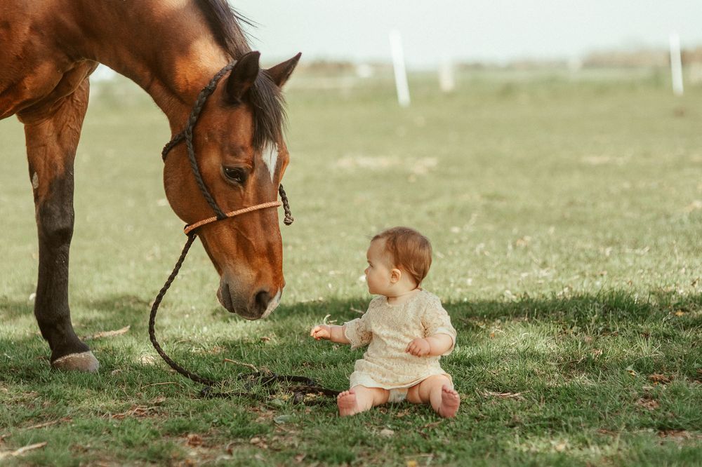 A gentle brown horse leans down to interact with a small child sitting in the grass on a sunny day.