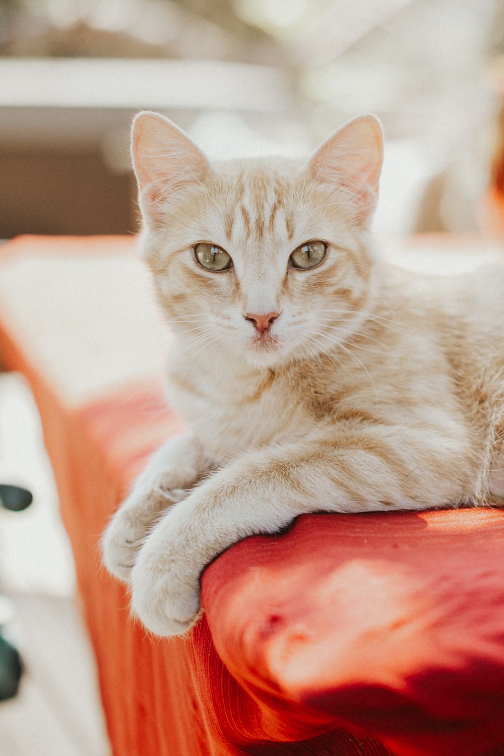 A cream-colored tabby cat with green eyes rests on a red cushioned chair outdoors.