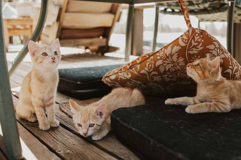 Three orange tabby kittens resting on wooden deck furniture with decorative pillows.