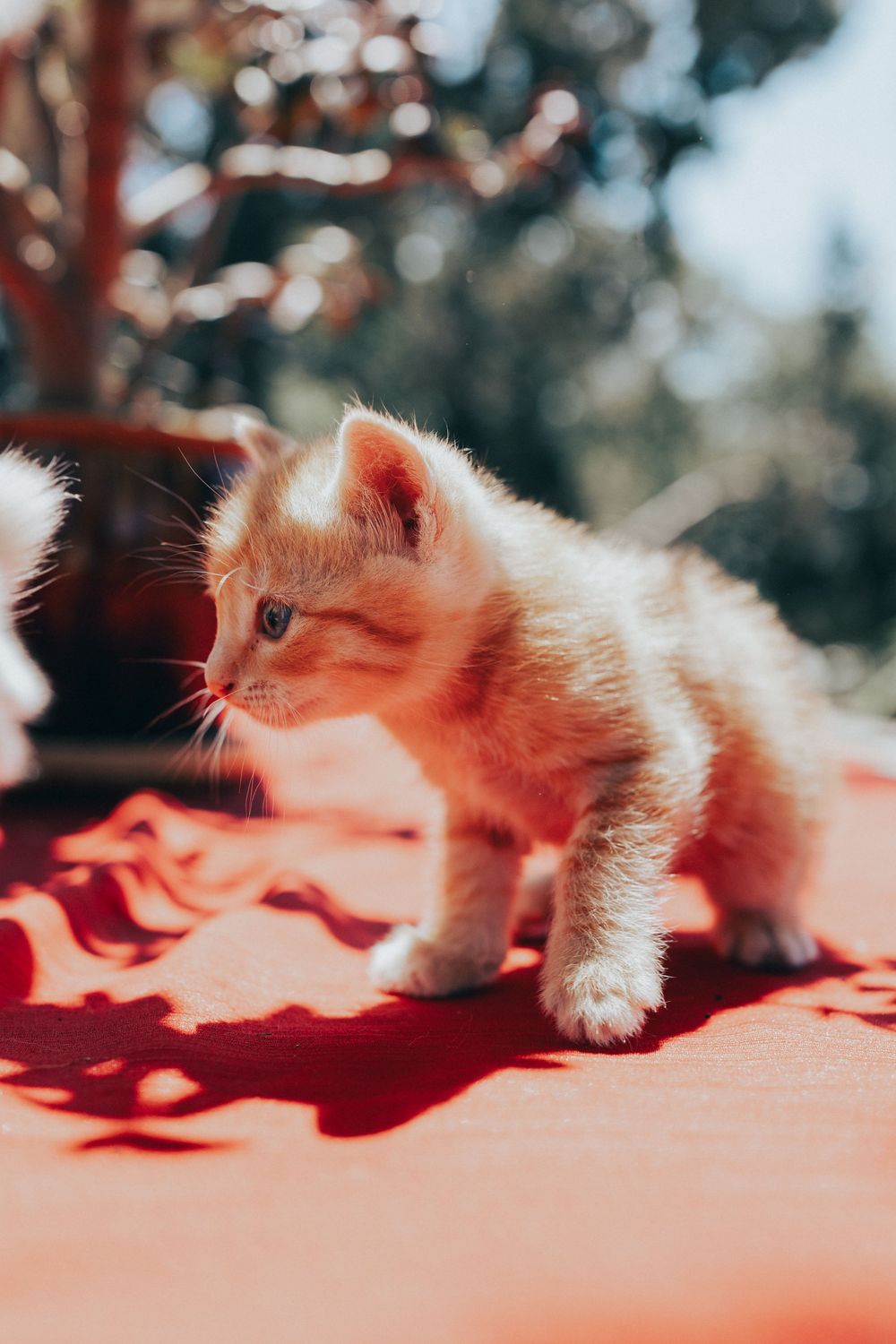 Kitten