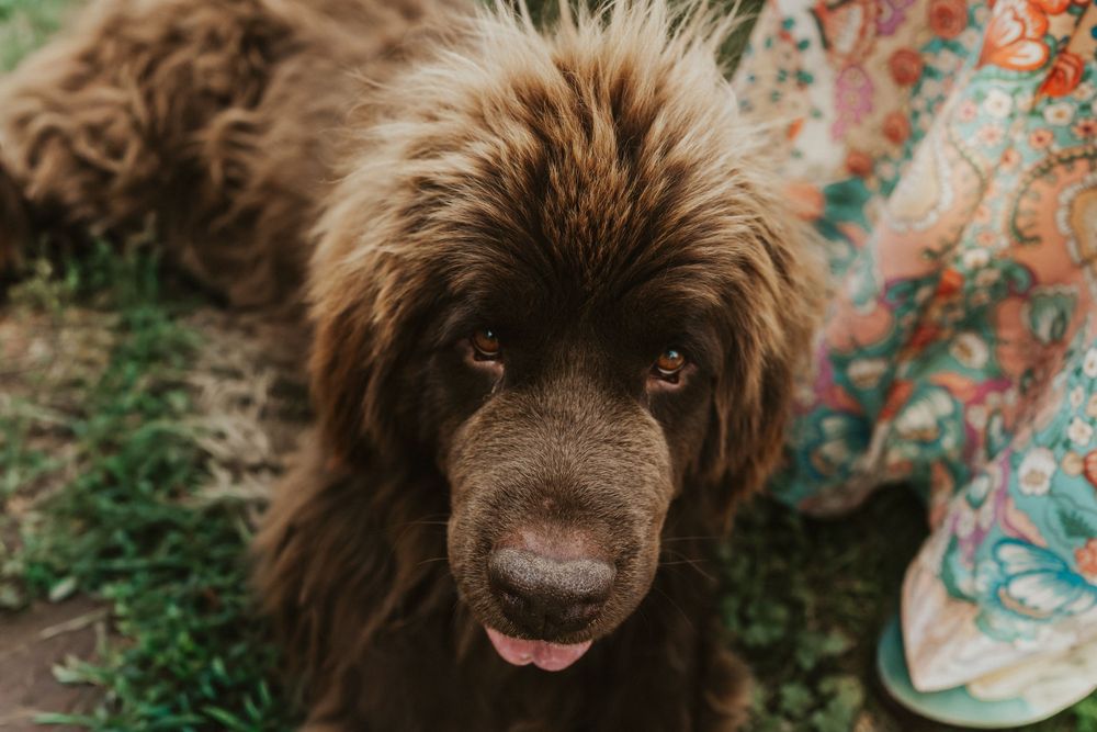 Pet dog