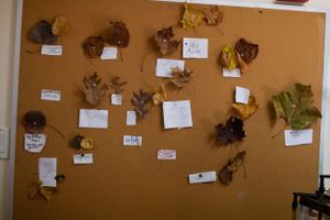 A wall display with various dried leaves and botanical specimens mounted with labels.
