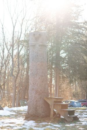Large tree trunk with bench seating in snowy winter woods.