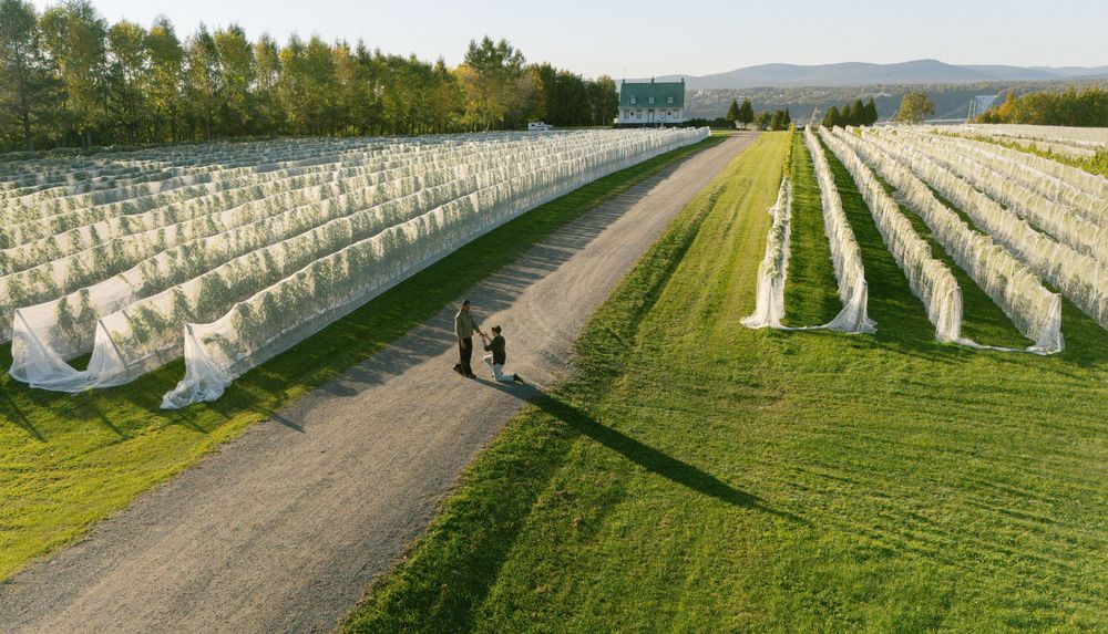 Aerial view of a farm with rows of crops covered in white netting along a gravel path, surrounded by green fields.