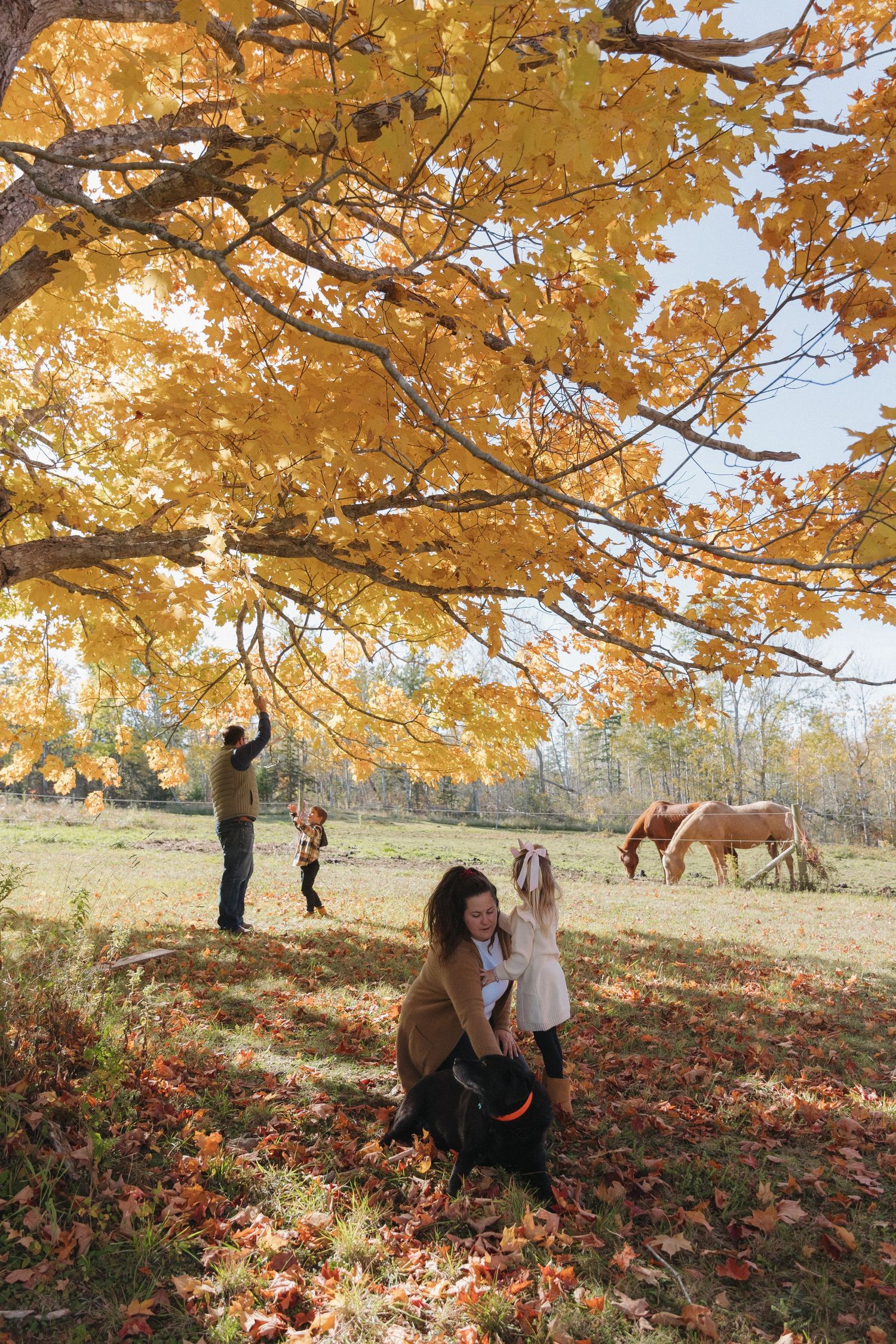 People enjoy a fall day under golden maple trees with horses grazing in a scenic autumn pasture.