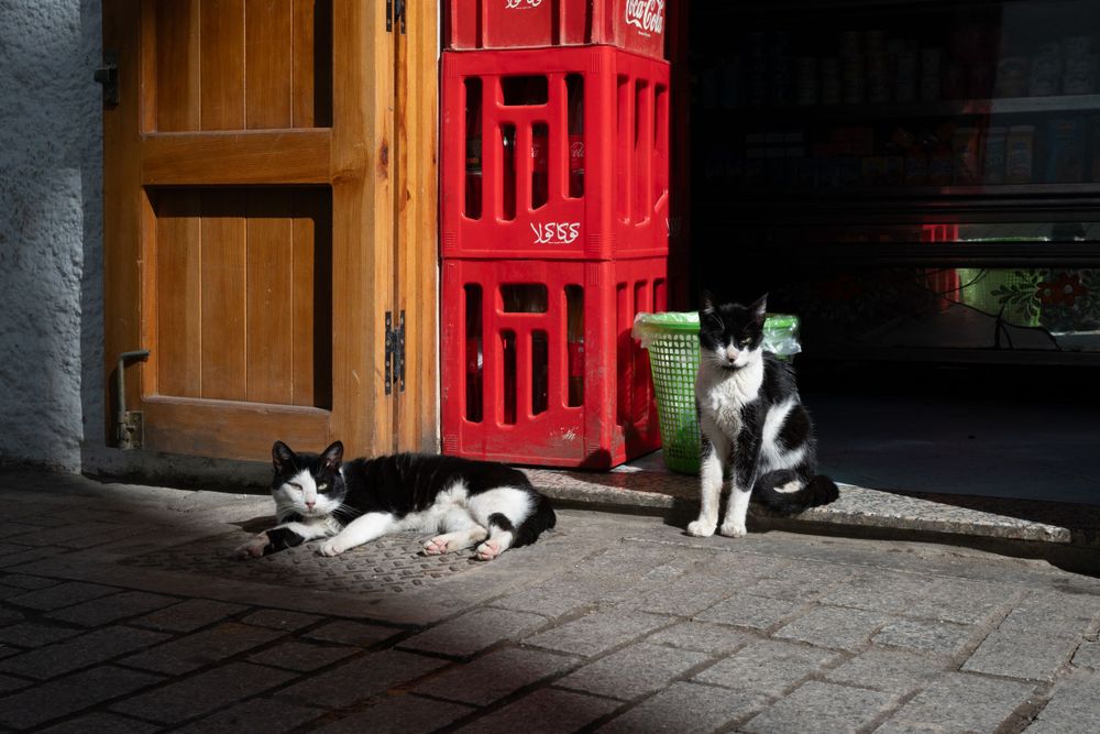 Italy Cats