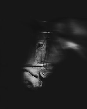 equestrian portraiture