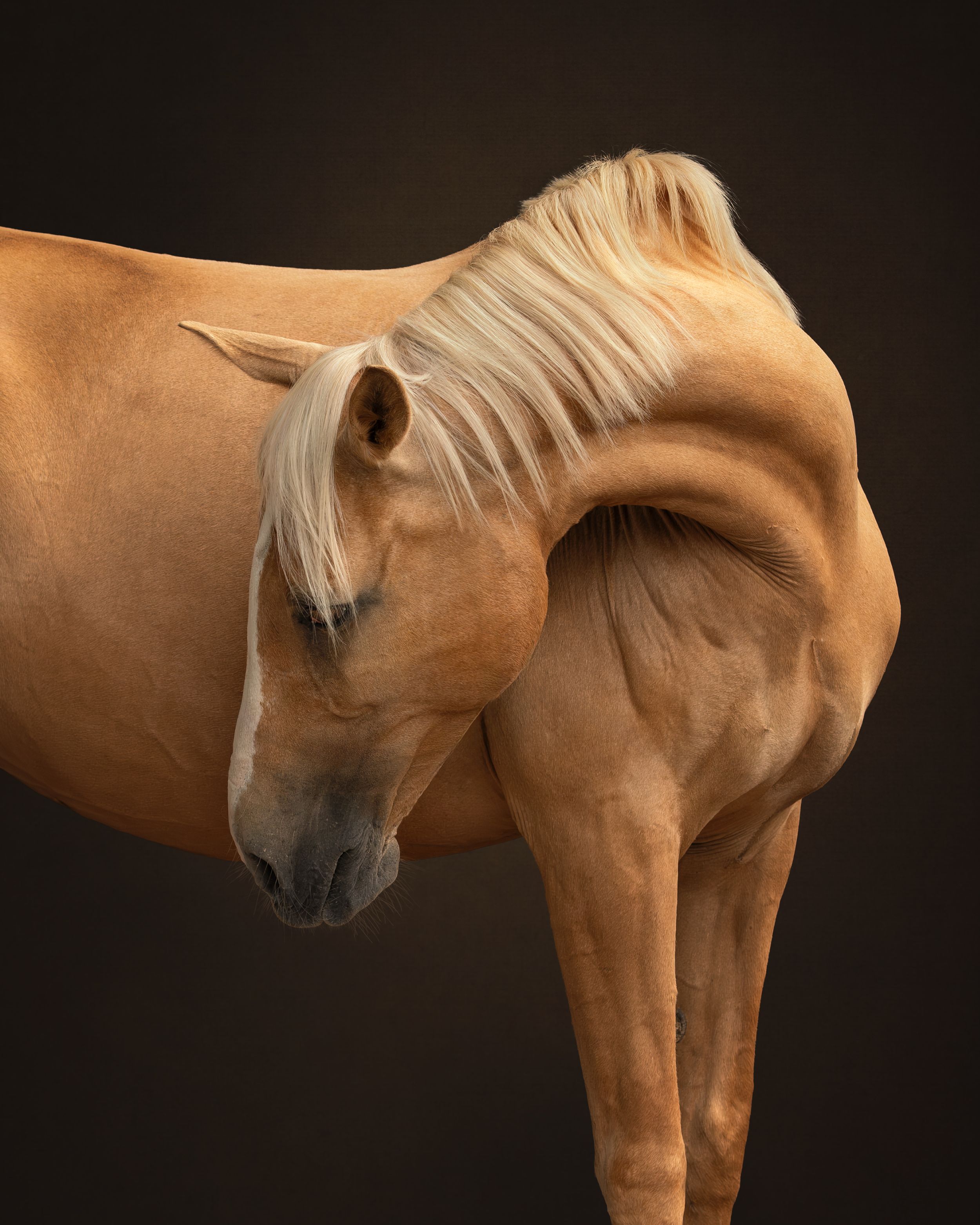 equestrian portraiture