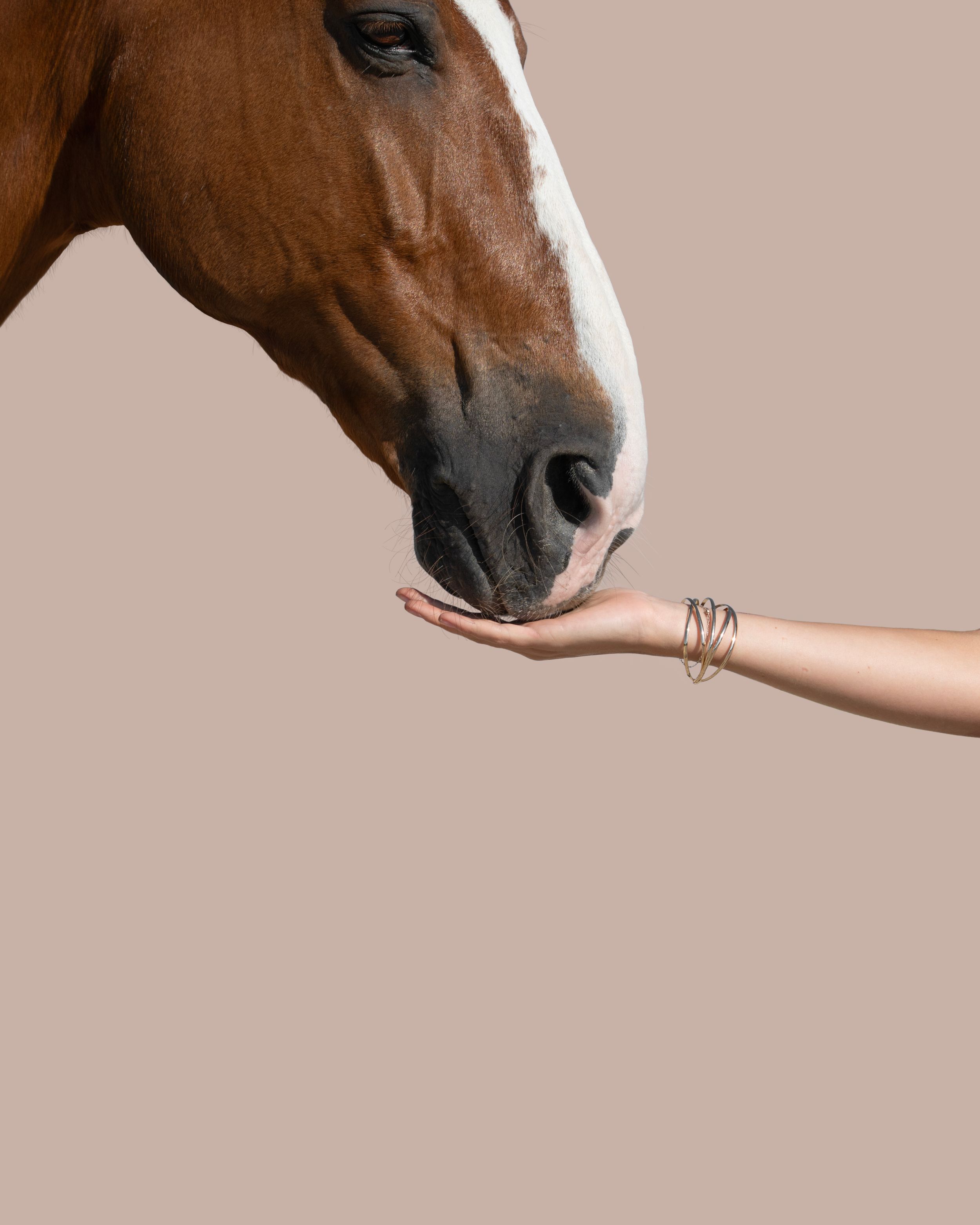 equestrian portraiture