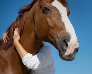 equestrian portraiture