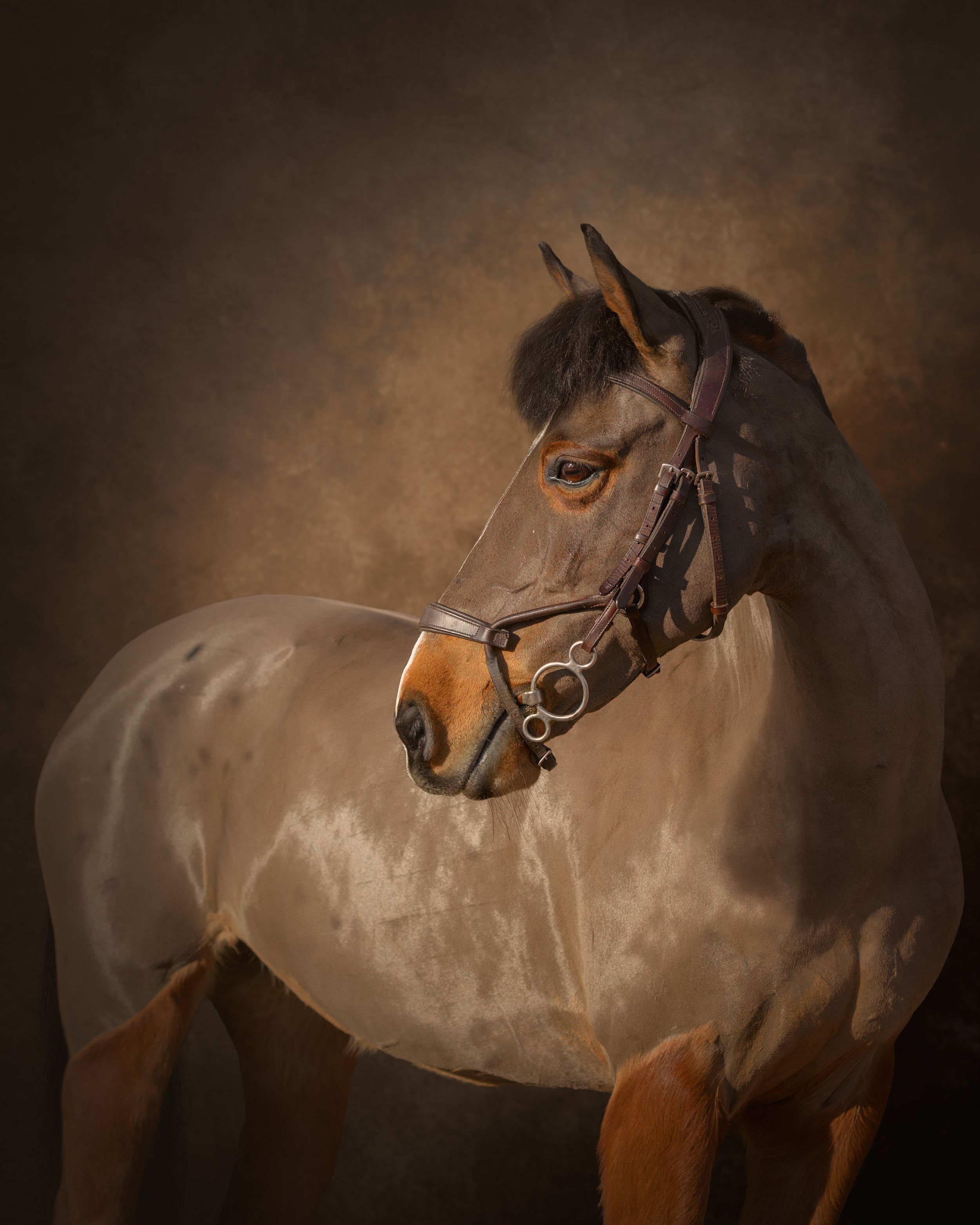 equestrian portraiture