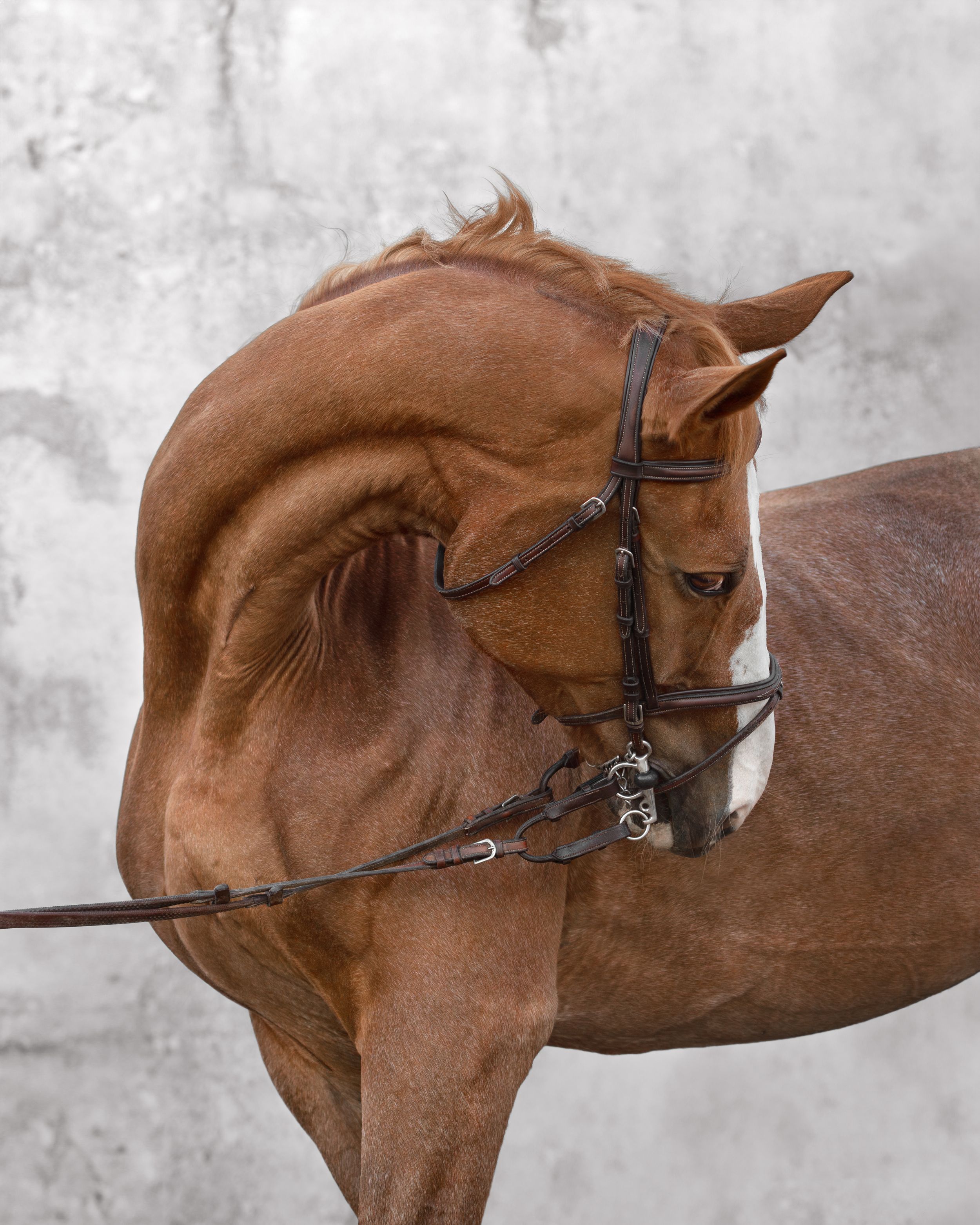 equestrian portraiture