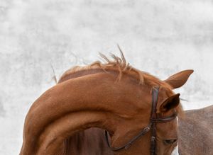 equestrian portraiture