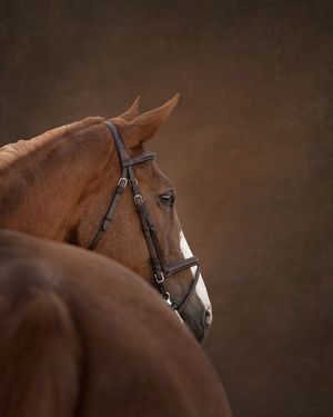 equestrian portraiture