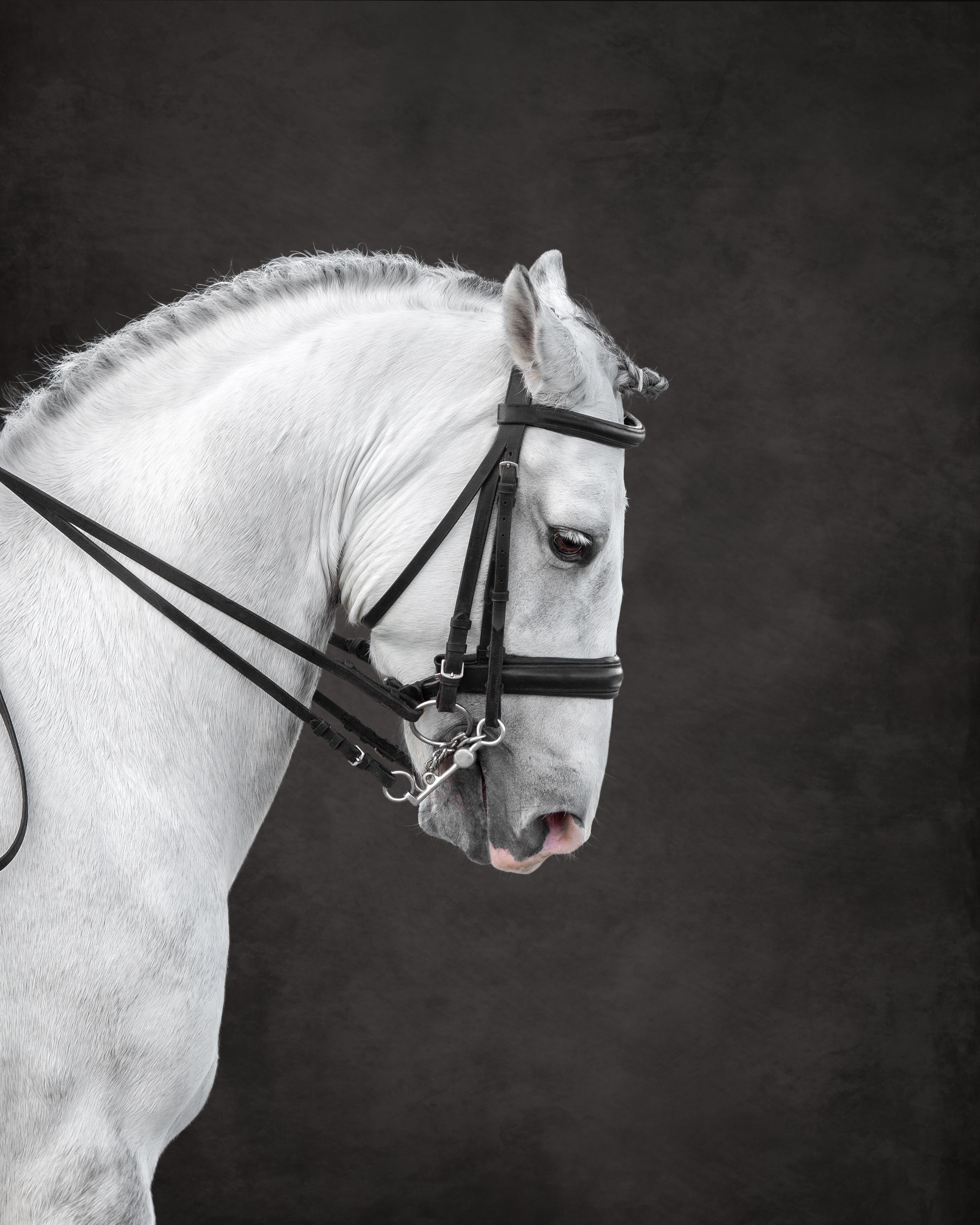 equestrian portraiture