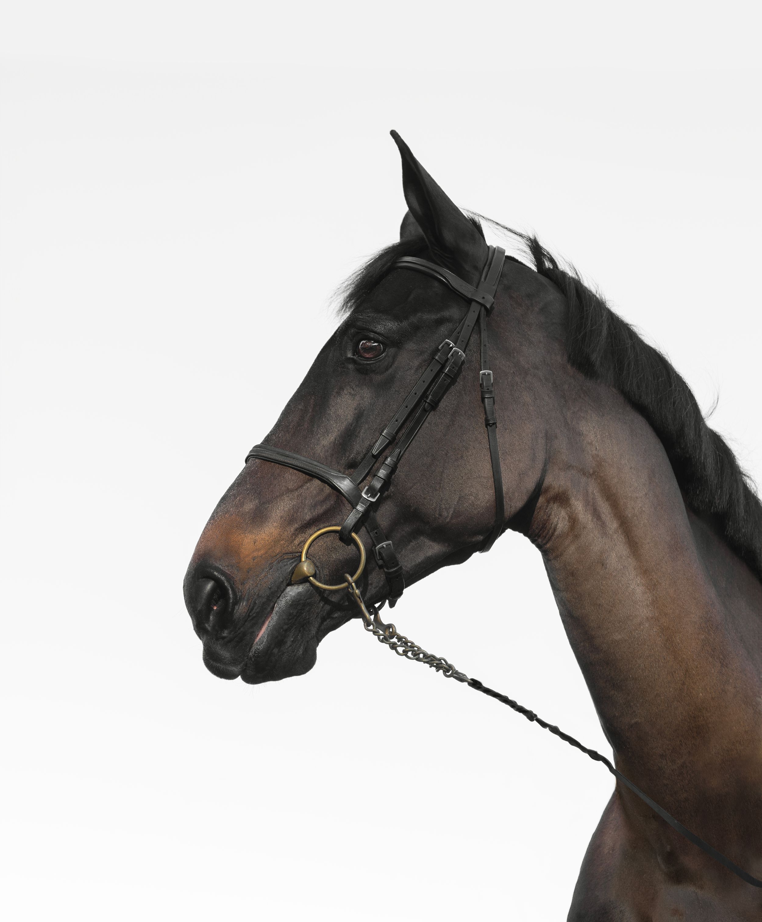 equestrian portraiture
