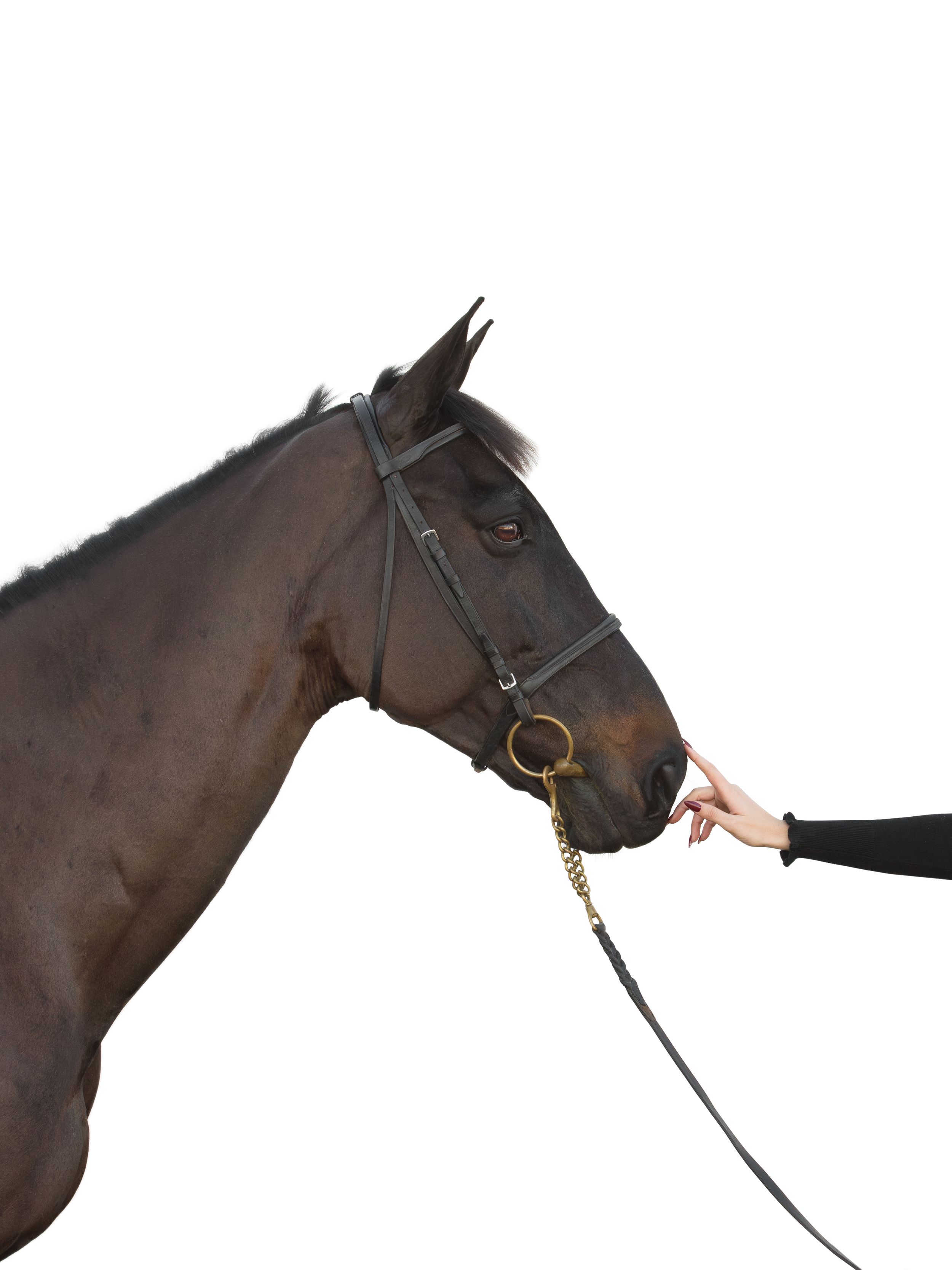 equestrian portraiture