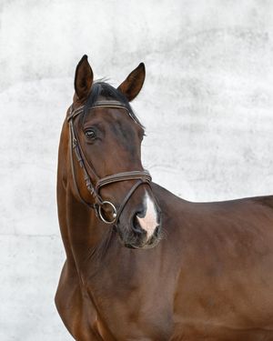equestrian portraiture