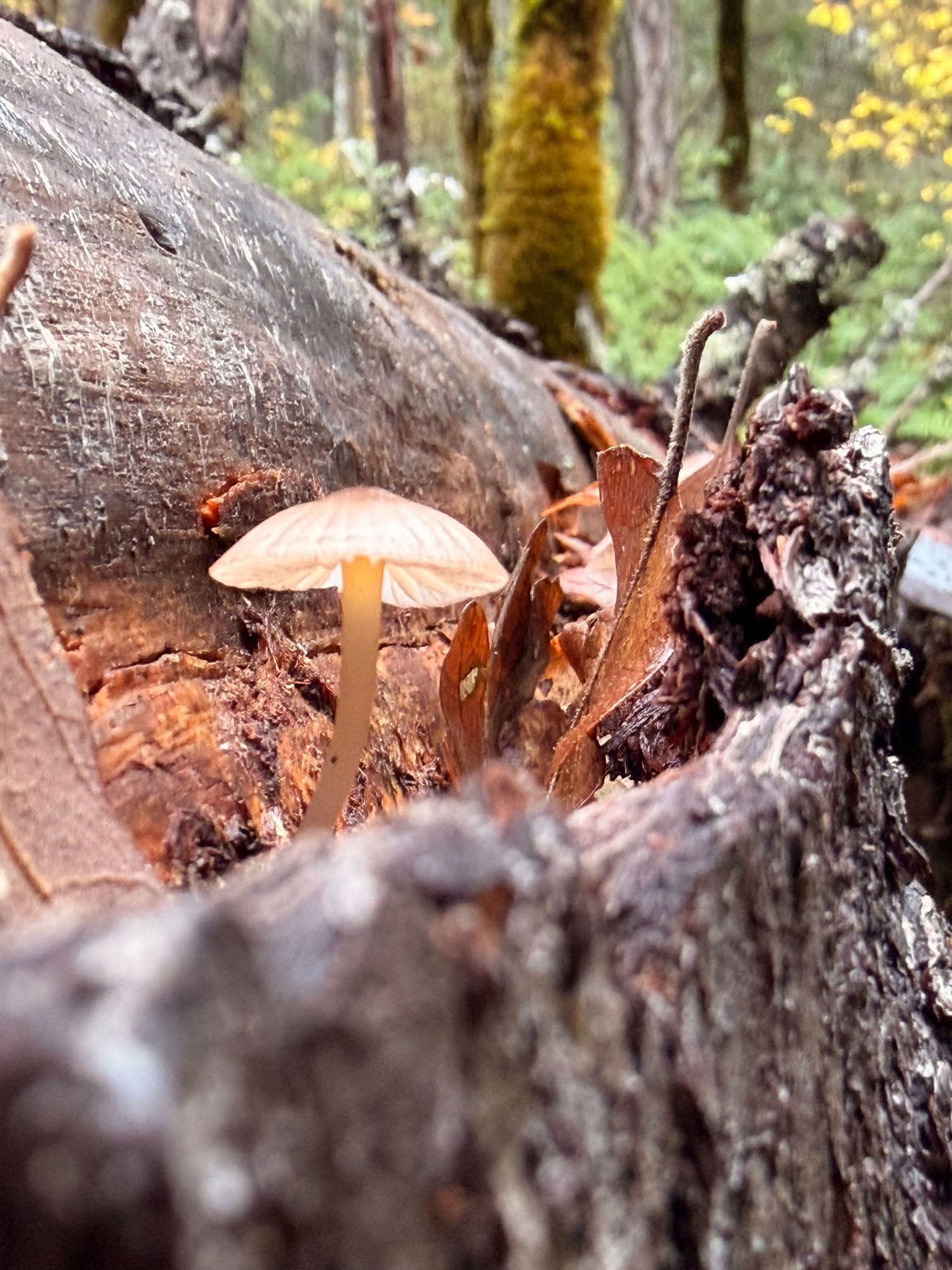 Mushroom in PNW