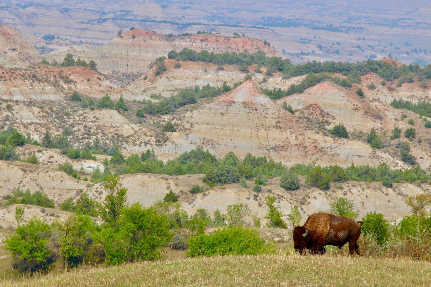 Roosevelt National Park, North Dakota
