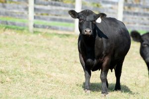 Black beef cow standing in a grassy field with white ear tags and wooden fence in background.