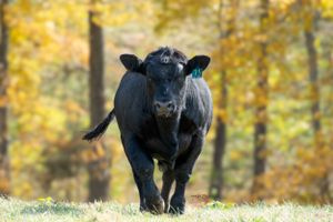 Black Angus calf walks forward on grassy hill with golden autumn foliage in background.
