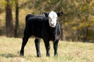 A young black and white calf stands alertly in a grassy field with autumn trees in the background.