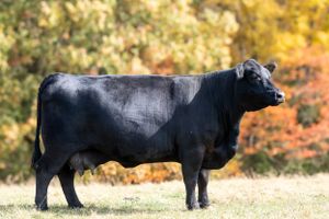 A black Angus bull stands in profile against autumn foliage with golden colors in the background.