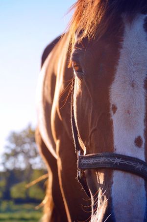 Close-up profile view of a paint horse with white and brown coloring wearing a leather bridle in sunlit field.