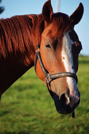 Close-up portrait of a chestnut horse with white blaze wearing decorative leather halter in sunny field.