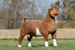 A brown and white show goat stands proudly in a show stance on green grass with trees in the background.