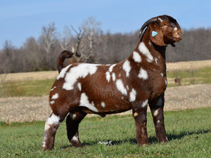 2M BOER GOATS NIGHT EDITION