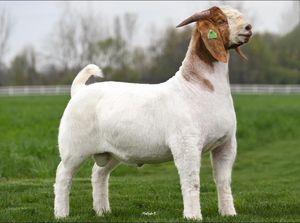 NF3 NEWTON FARMS HANGMAN