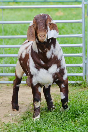 Brown and white spotted Boer goat standing in grass pen with metal fencing in the background.