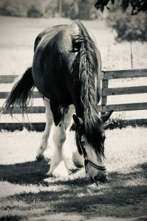 Black and white photo of a Clydesdale horse with feathered hooves grazing in a fenced pasture.