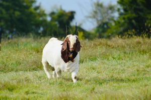 A white and brown Boer goat stands in a sunny green pasture field with trees in the background.