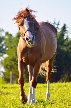 A chestnut horse with flowing mane stands in a sunlit grassy field with trees in the background.