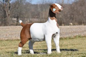 2M BOER GOATS MONEY PENNY