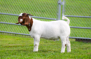 NF3 NEWTON FARMS VENOM