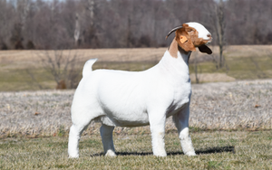 traditional Boer goat doe