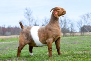 BOXF LAFAYETTE JACK