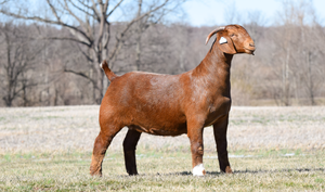 2M BOER GOATS EDGE OF FIRE